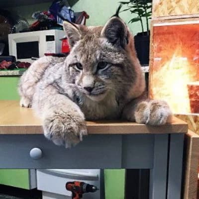 Lynx Uma thumbnail