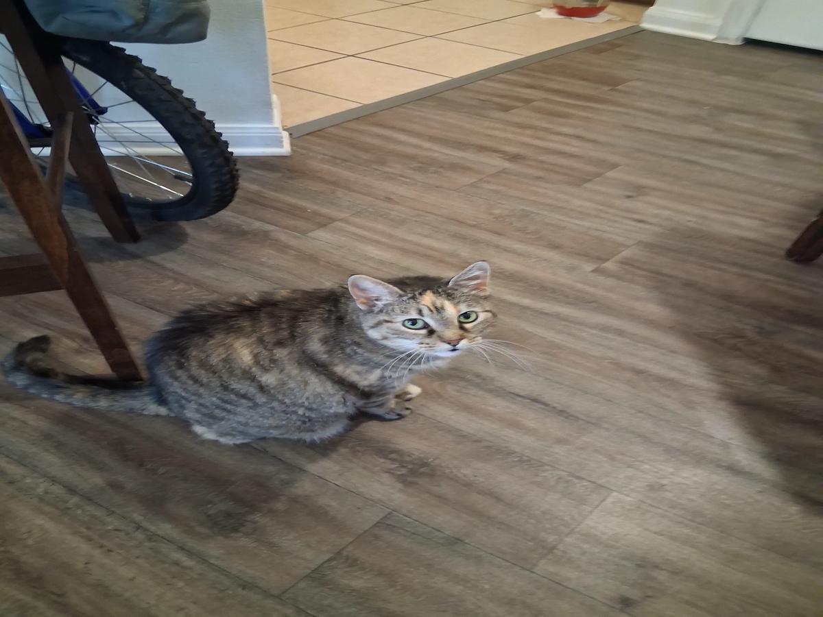Kitty thumbnail