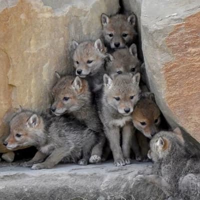 Wolf cubs thumbnail