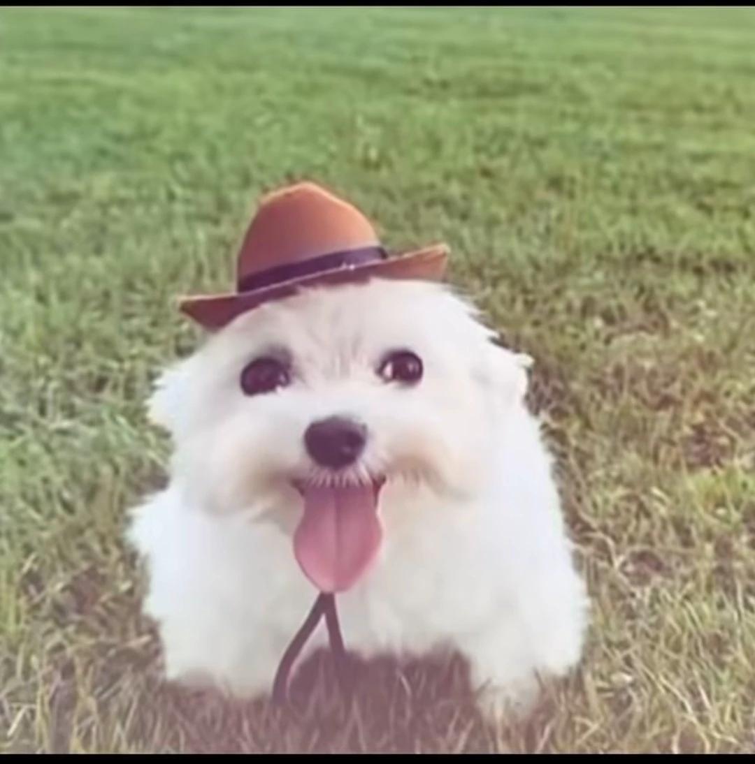 Zip, you cute dog 🩷 thumbnail