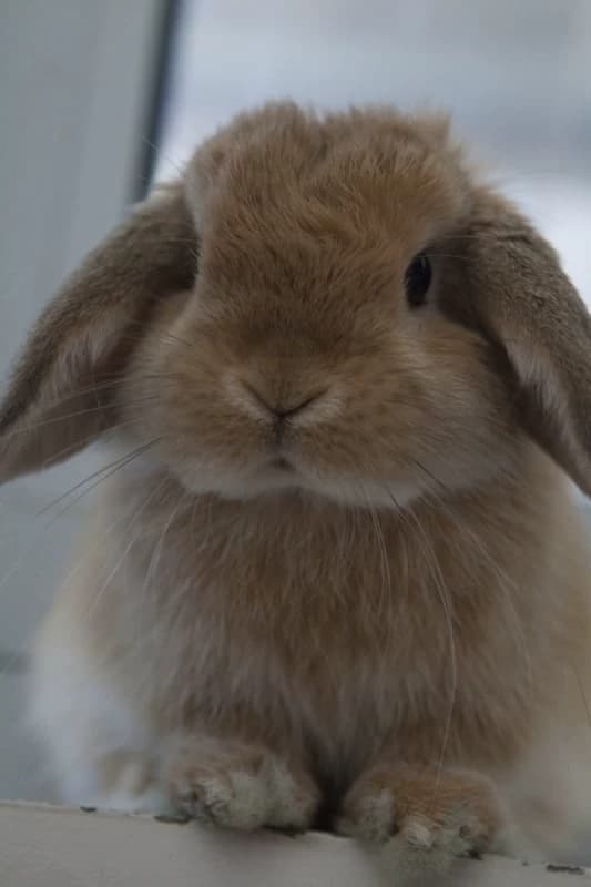 lily thumbnail