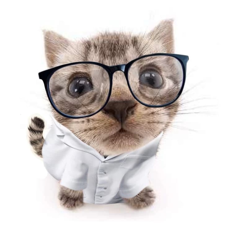 Gatinho sabido  thumbnail