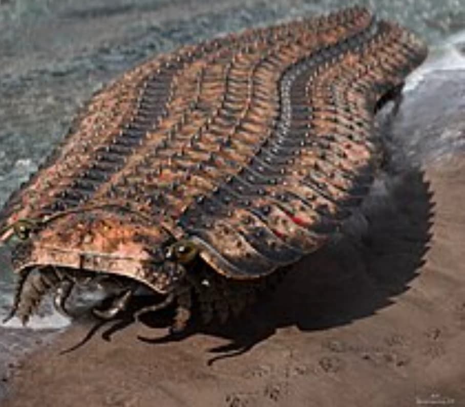 Arthropleura thumbnail