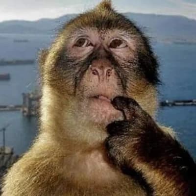 Forgetting monkey  thumbnail