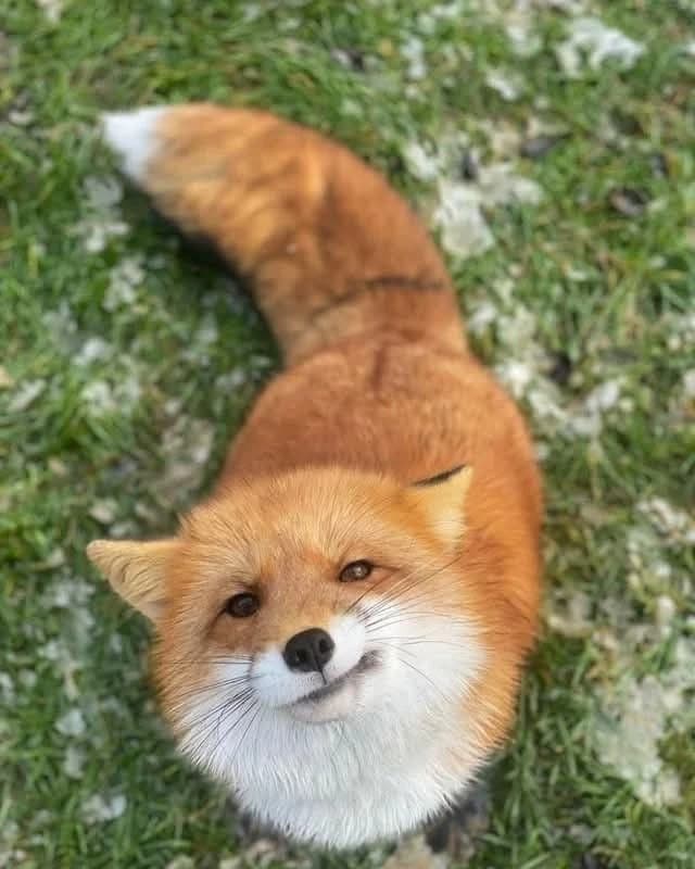 Fox thumbnail