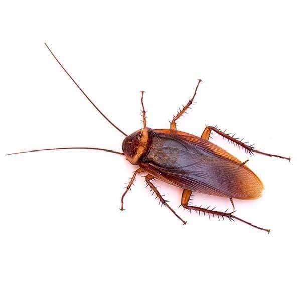 giant roach thumbnail