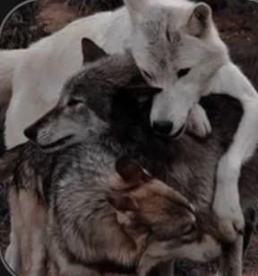 Wolf pack  thumbnail