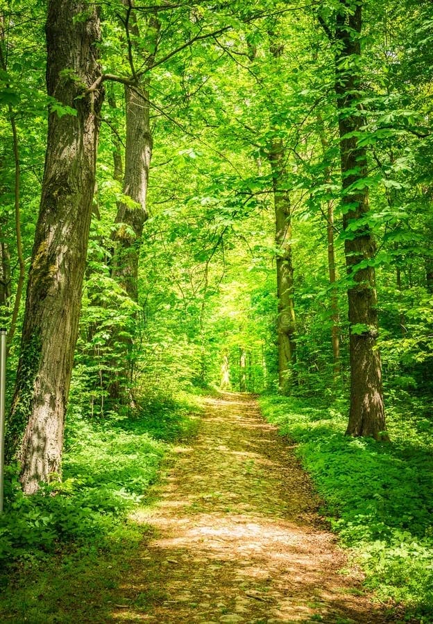 mha Forest  thumbnail