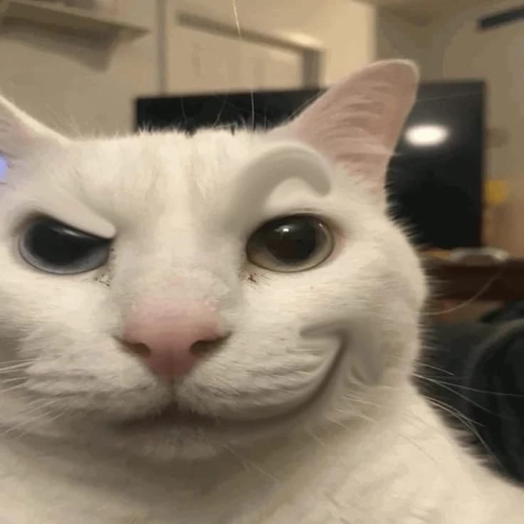 Seu gato thumbnail