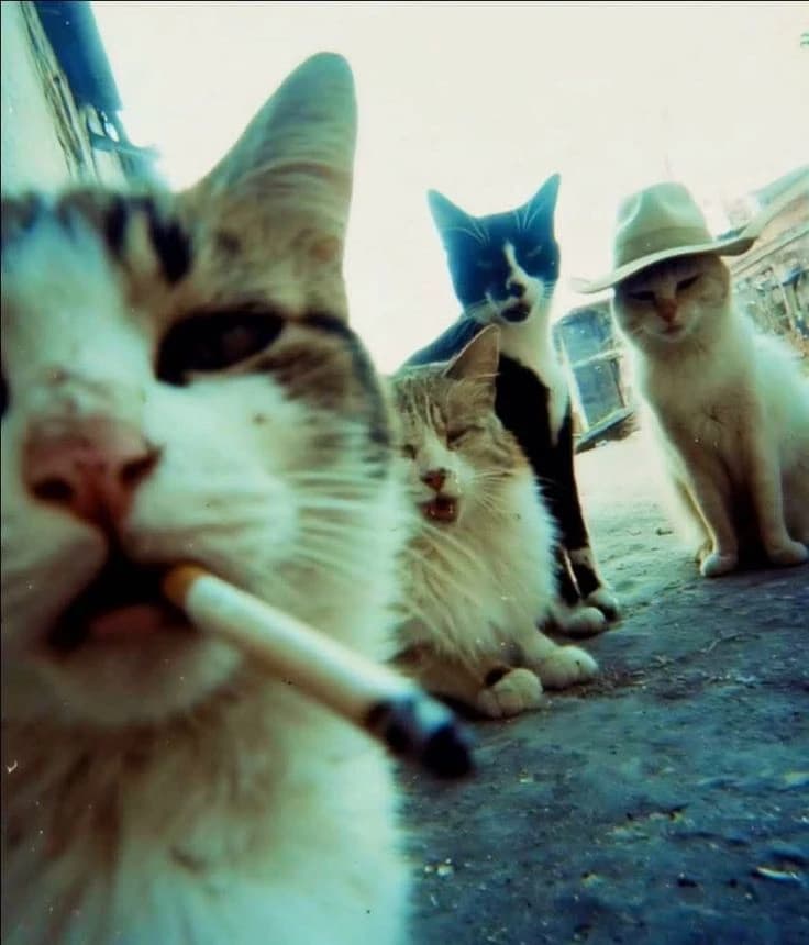 Cat gang thumbnail