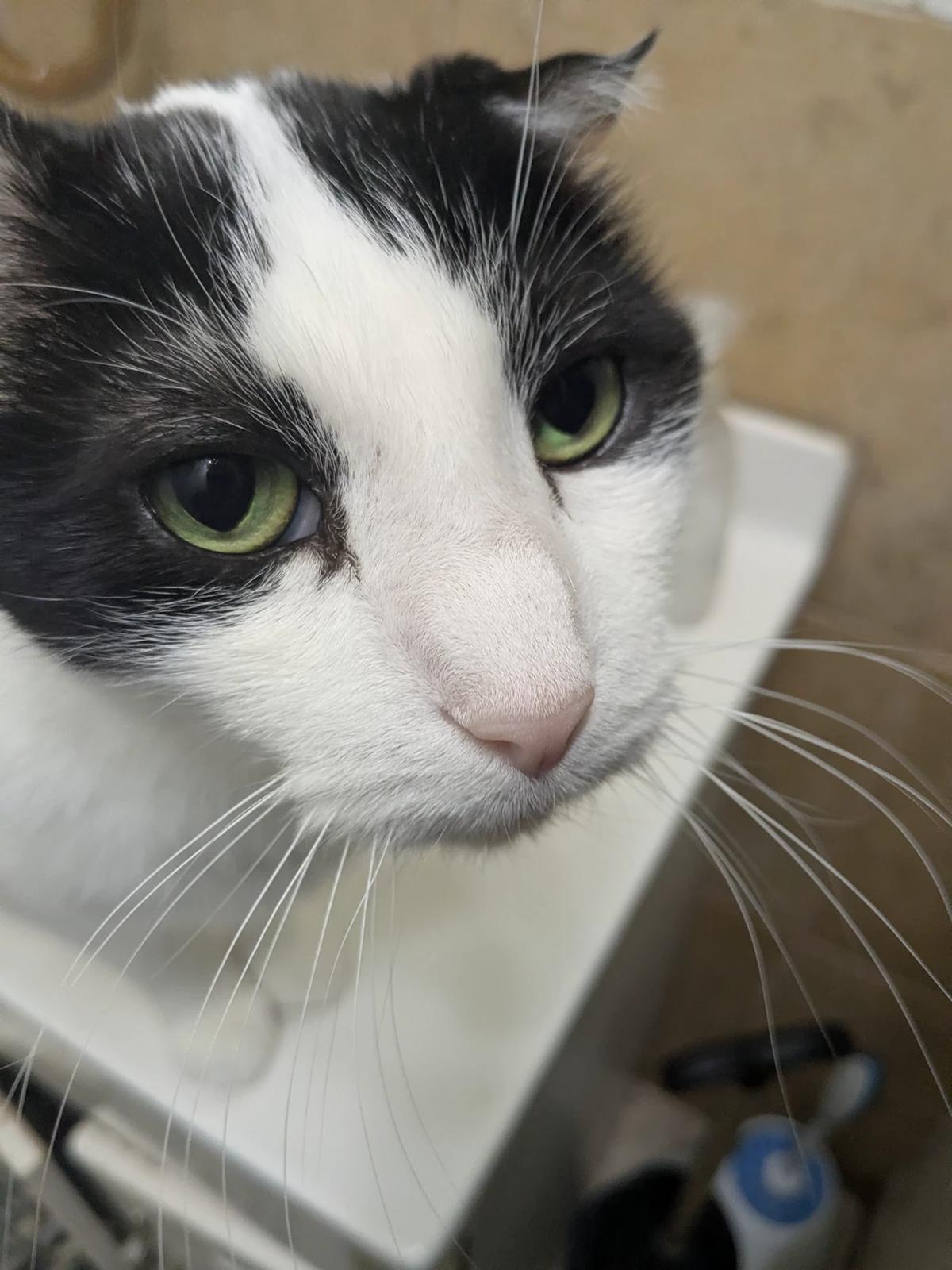 Odin (responds to kitty) thumbnail