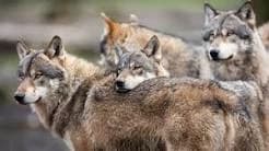 Pack life (Wolves) thumbnail