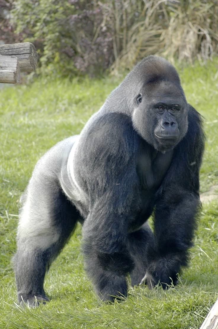 Gorilla thumbnail