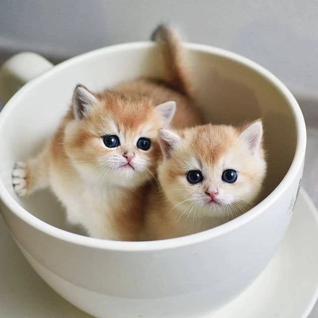 Lisa And Lily  thumbnail