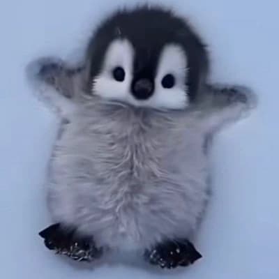Pingu thumbnail