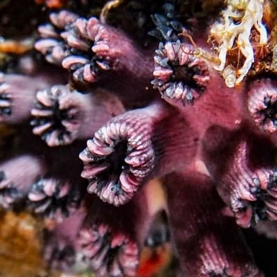 Coral succionador  thumbnail