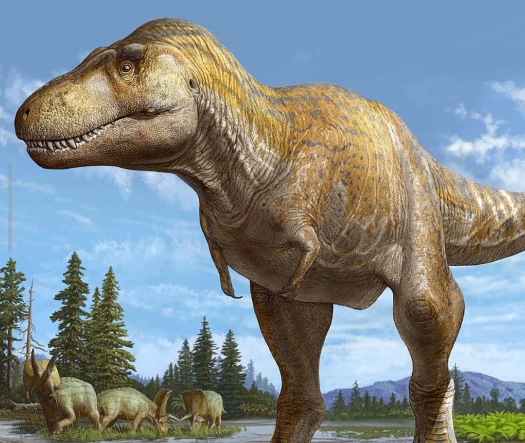 Tyrannosaurus female  thumbnail