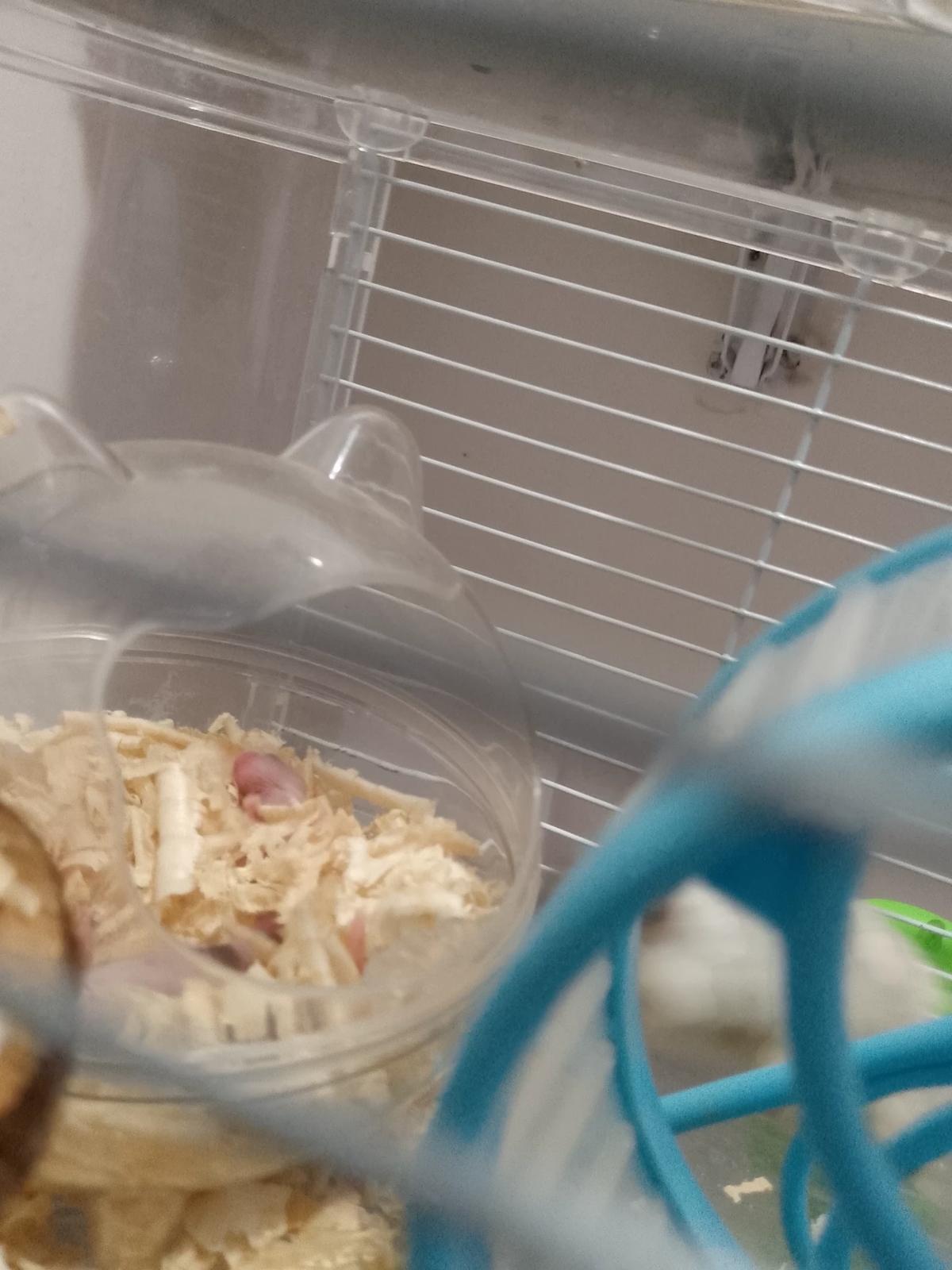 your pet hamster gave birth to five!  thumbnail