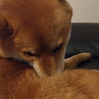 Yuki thumbnail