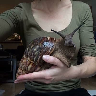 Your giant African snail (Larry) thumbnail
