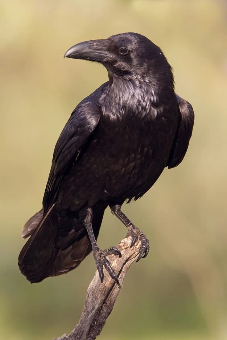 Corvus thumbnail