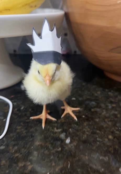 pollo gojo thumbnail
