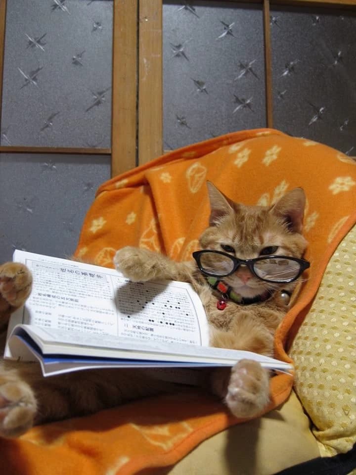 MUSHII (GATO PSICOLOGO) thumbnail