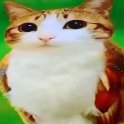 Mewo thumbnail
