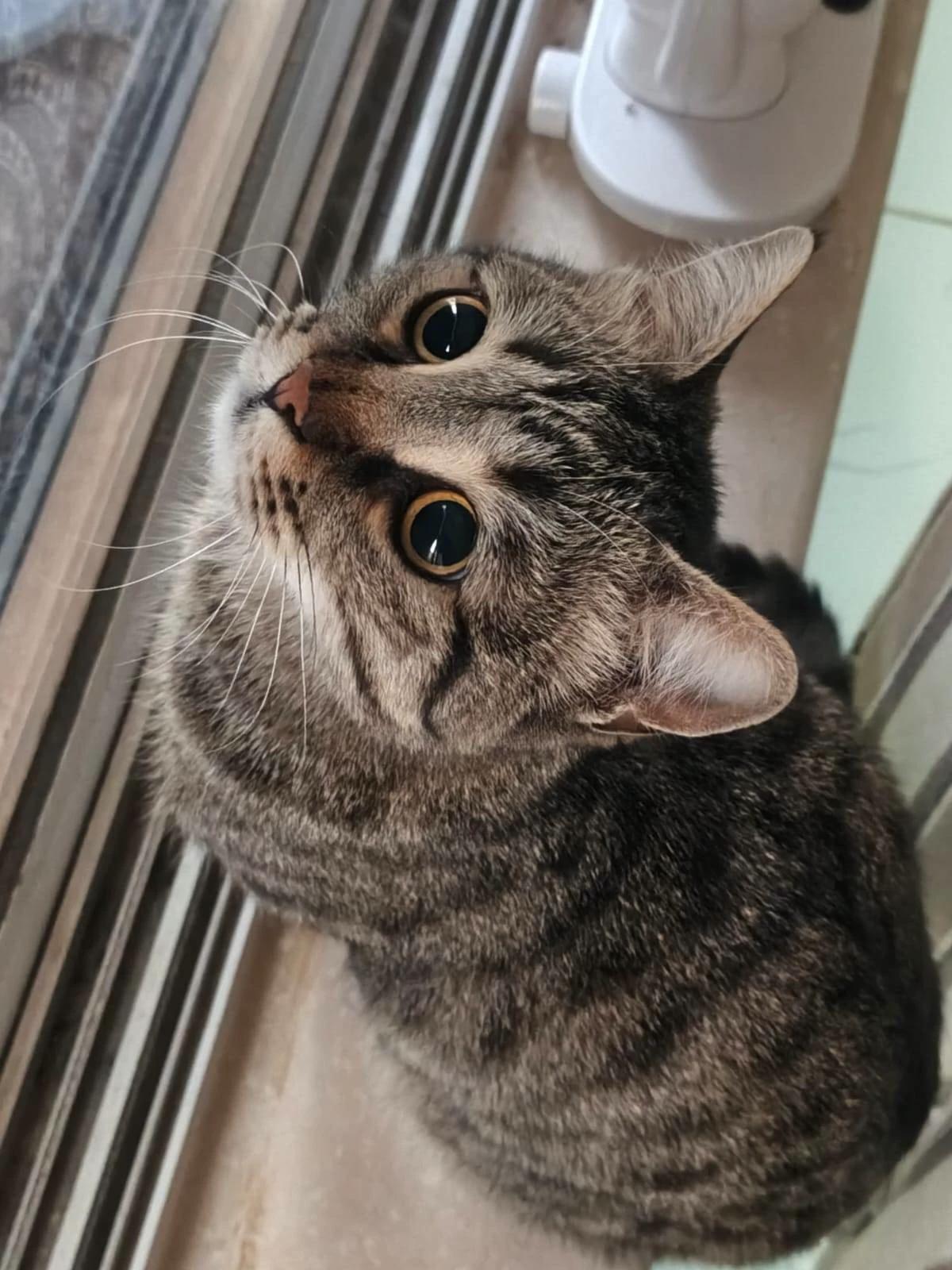 Desi wife, mina thumbnail