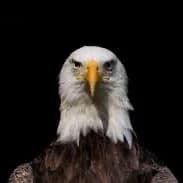 True American 🇺🇸 spirit  thumbnail