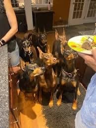 Doberman pack thumbnail