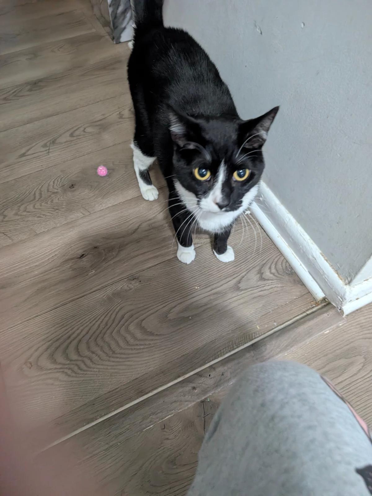 Oreo thumbnail