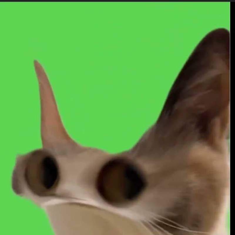 Gato miau thumbnail