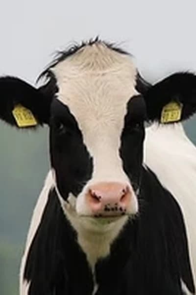 Cow thumbnail
