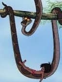 Kaa thumbnail