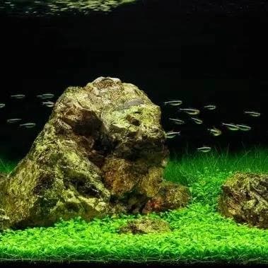 AquaGrow thumbnail