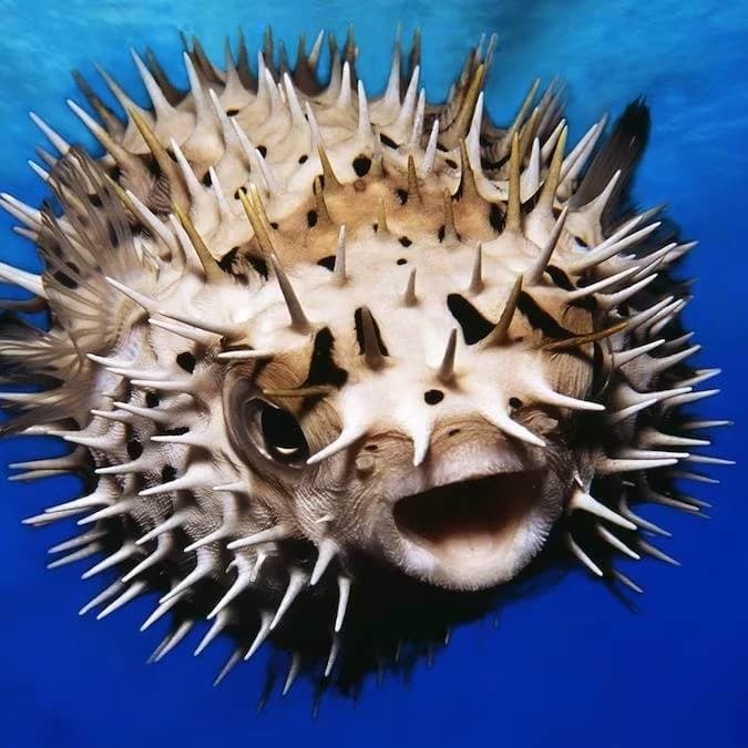 Fish v2 thumbnail