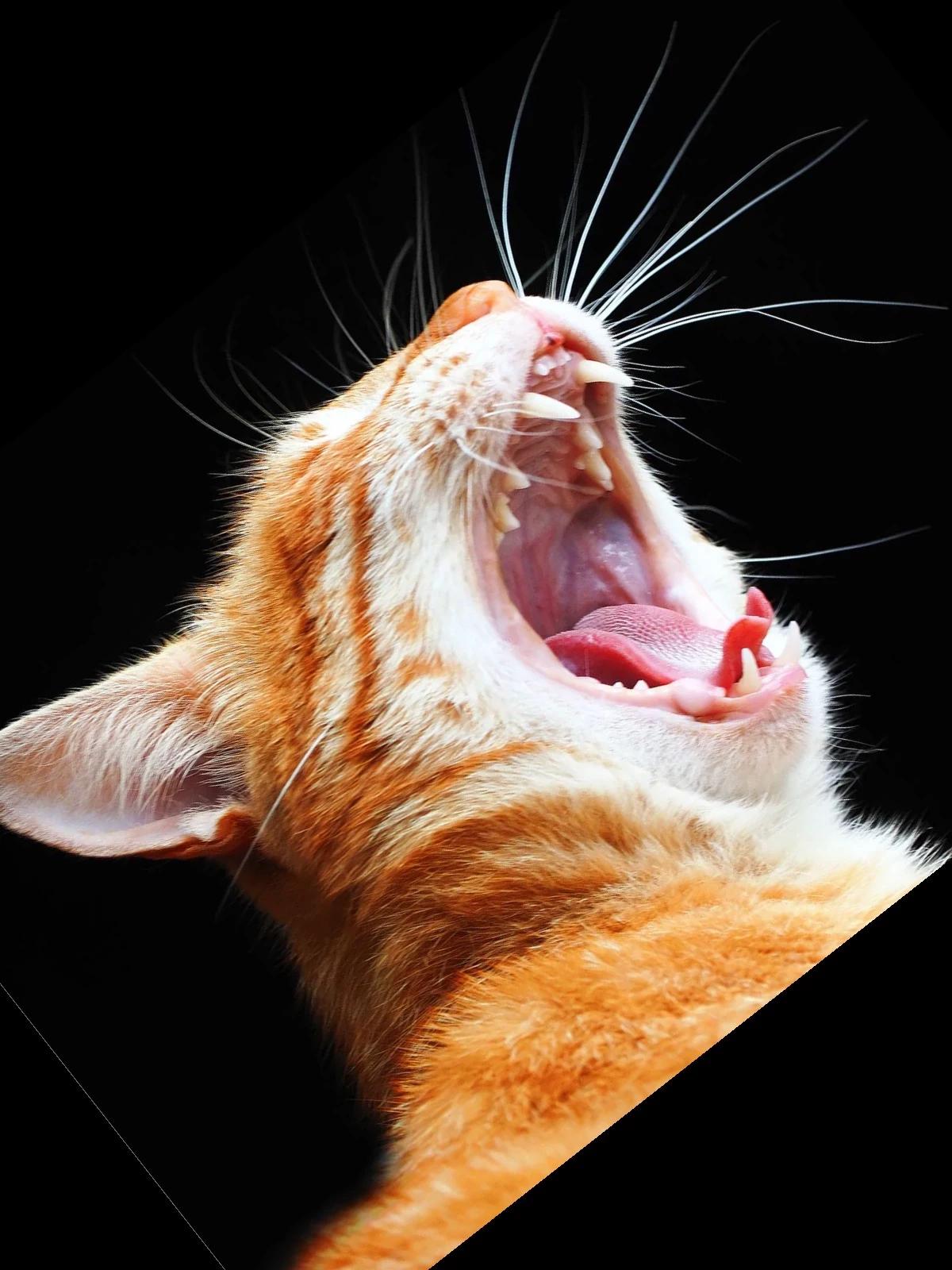Charlie the cat thumbnail