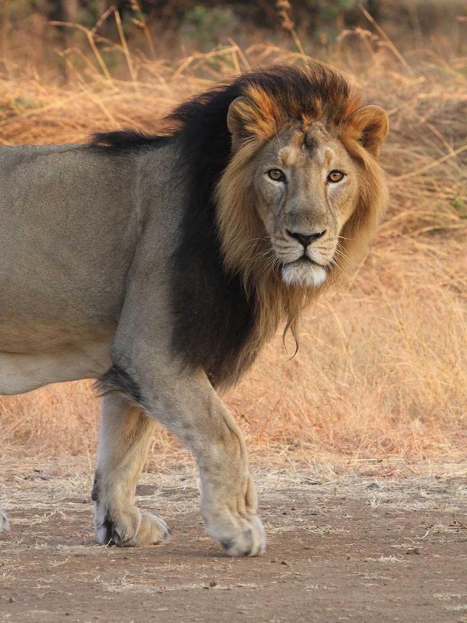 Lions thumbnail