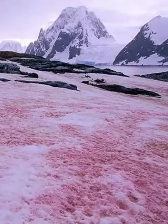 Fleshy Wasteland of Siberia thumbnail