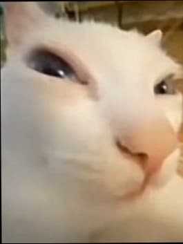 Silly chat thumbnail