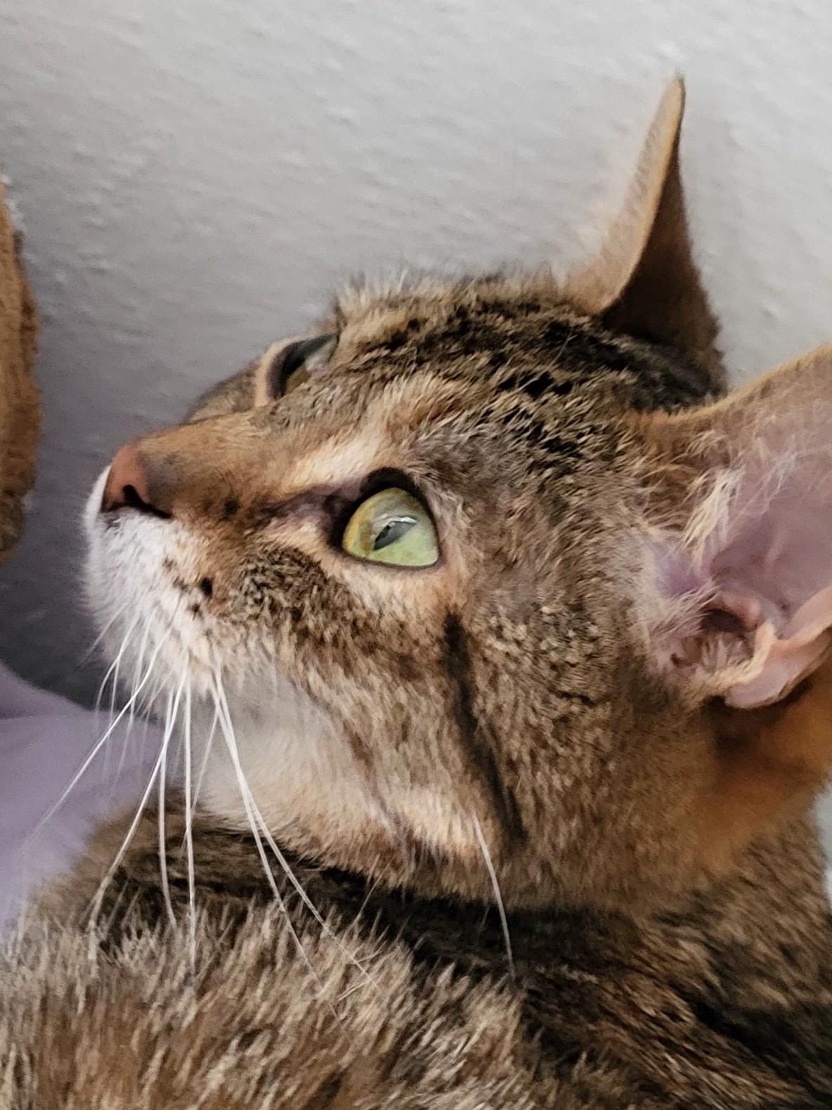 You are a cat thumbnail
