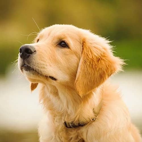 Pet Shop! Adopt a pet! thumbnail