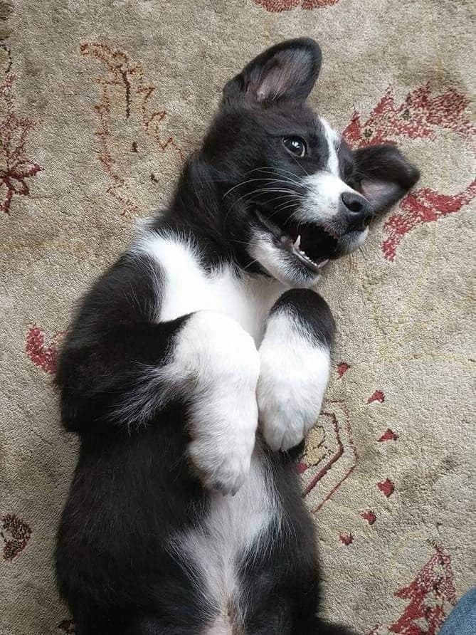 Puppy  thumbnail