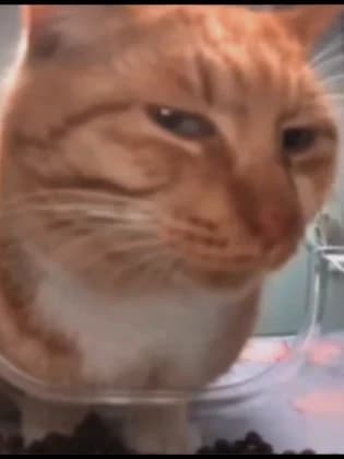 Suspicious Cat thumbnail
