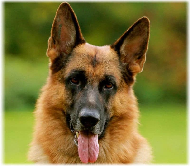 German Shepherd thumbnail