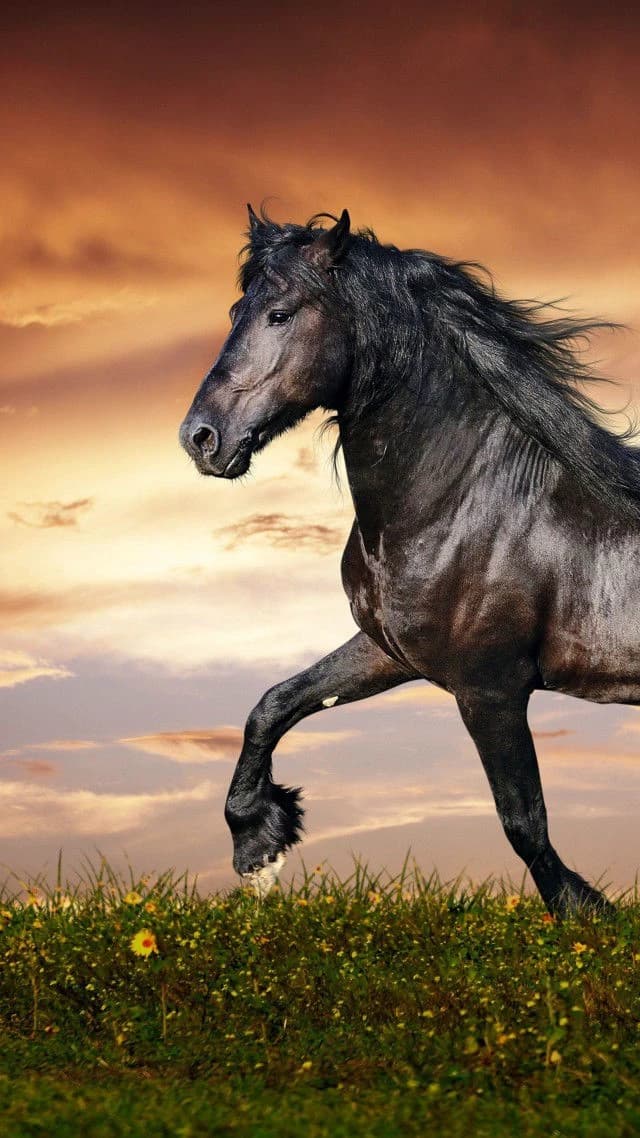 Horse thumbnail