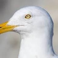 Gull thumbnail