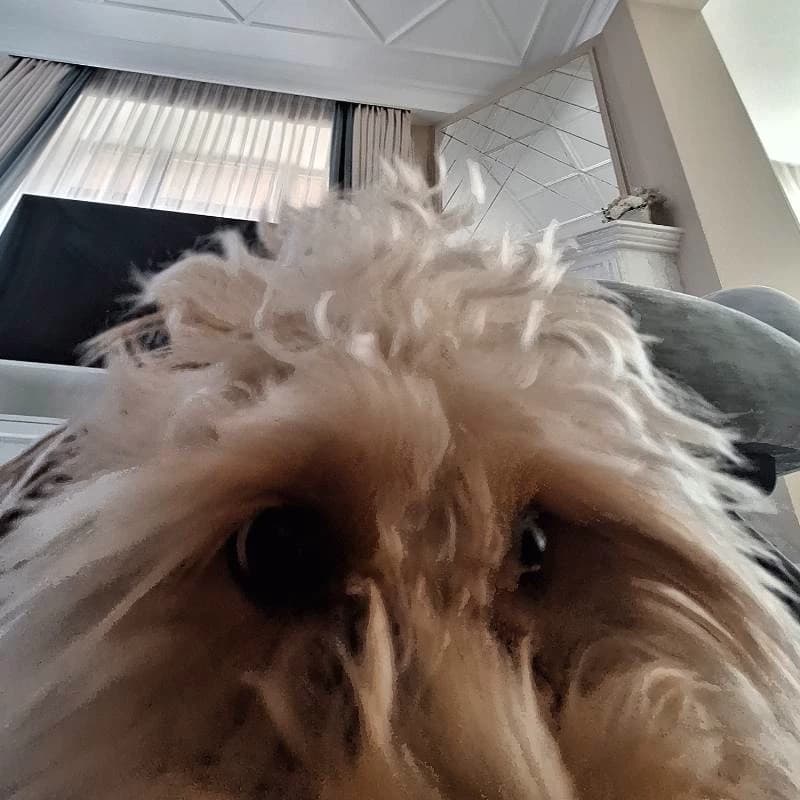 Teddy Peps thumbnail