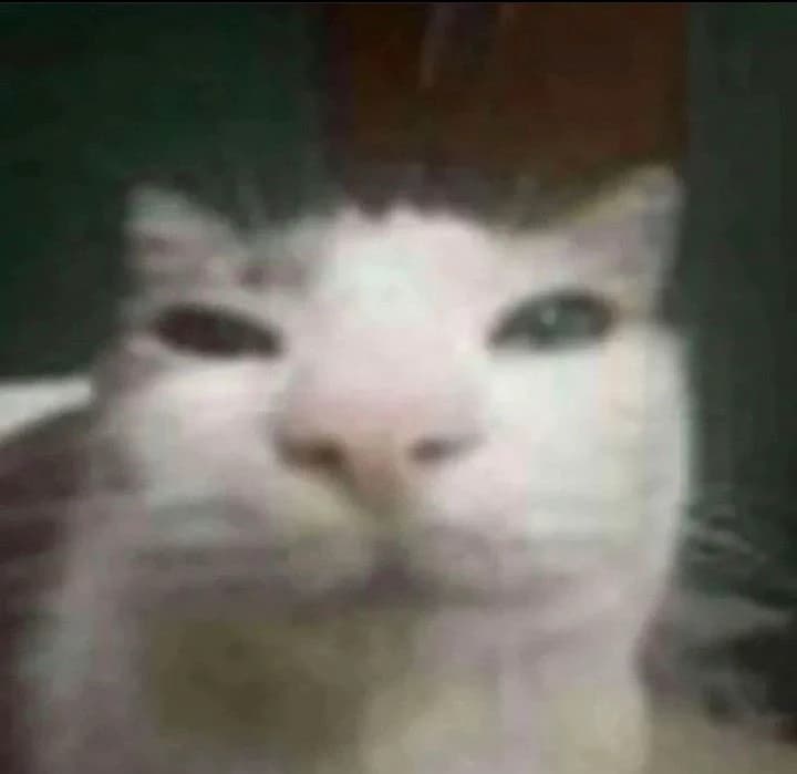 Cat thumbnail